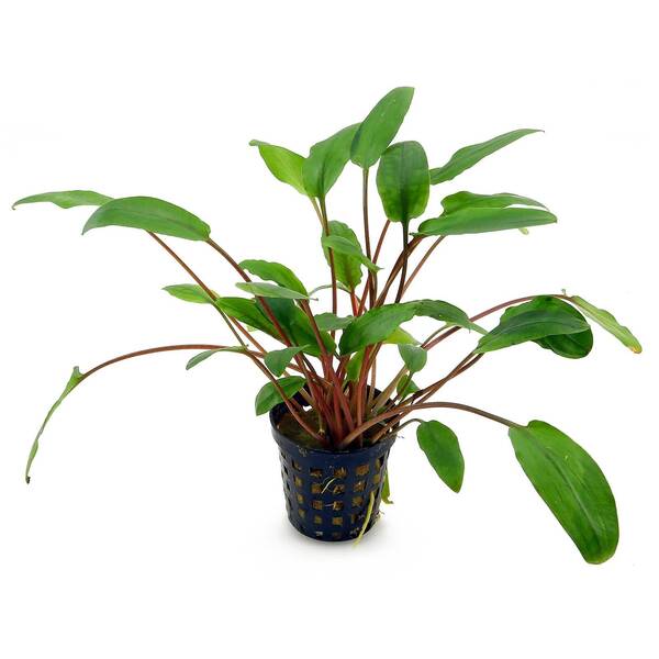 Stoffels Cryptocoryne Beckettii