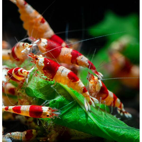 Crystal Red Shrimp M