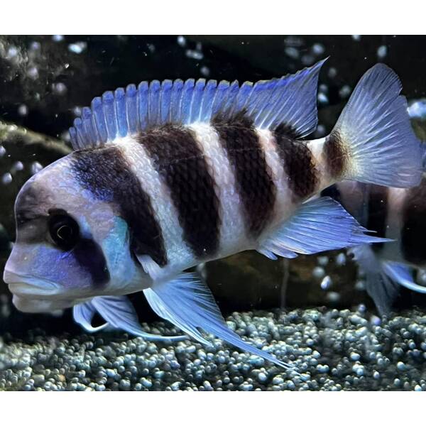 Cynotilapia Frontosa XS