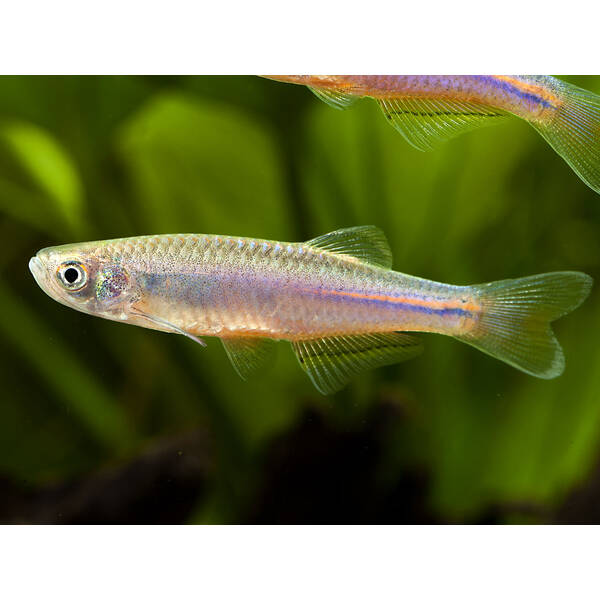 Danio Albolineatus M