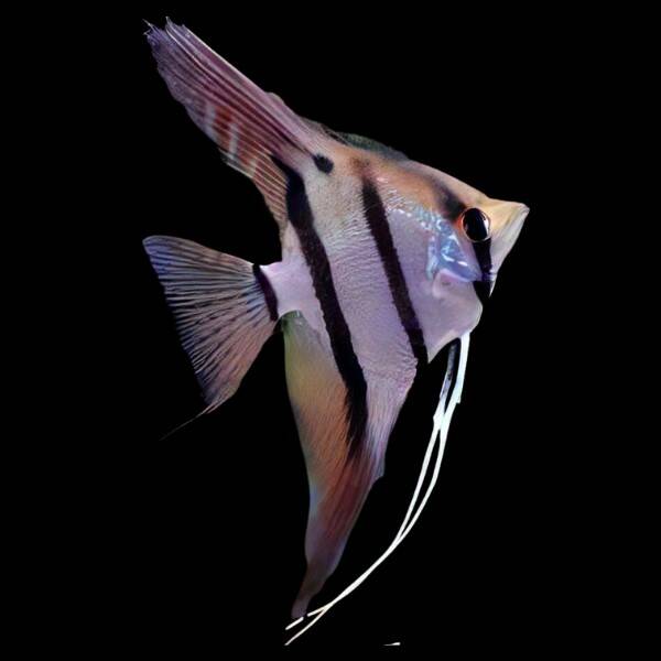 Pterophyllum Scalare Dantum S/M