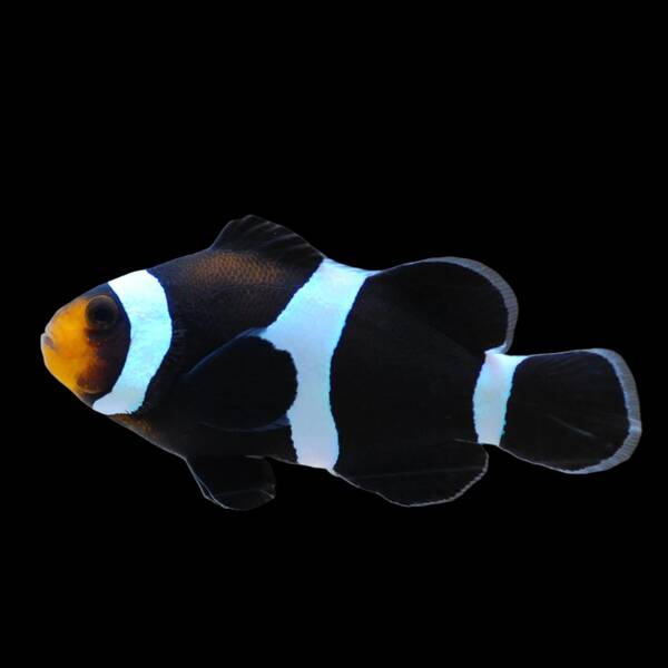 Amphiprion Ocellaris Darwini