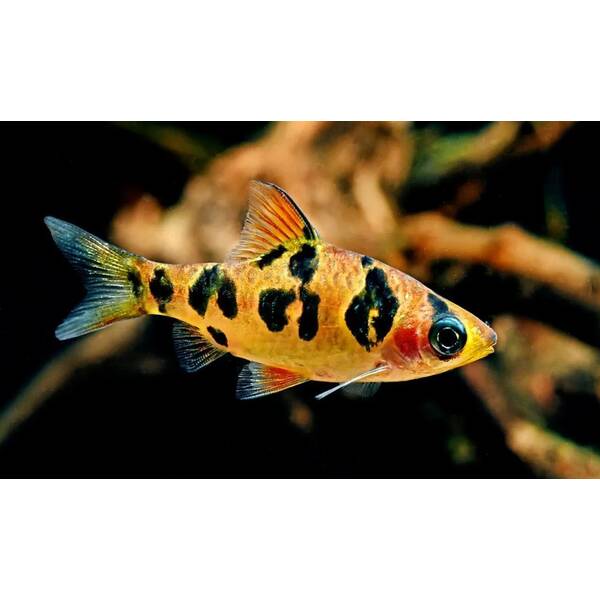 Puntius Rhomboocellatus