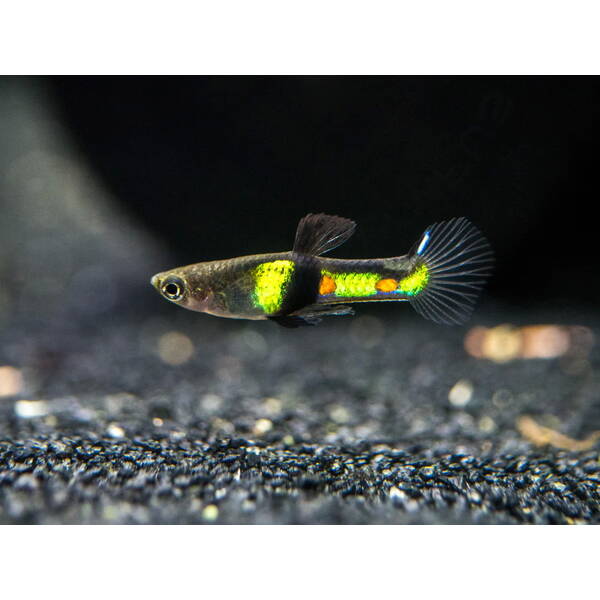 Poecilia Wingei El Tigre (M/F) M