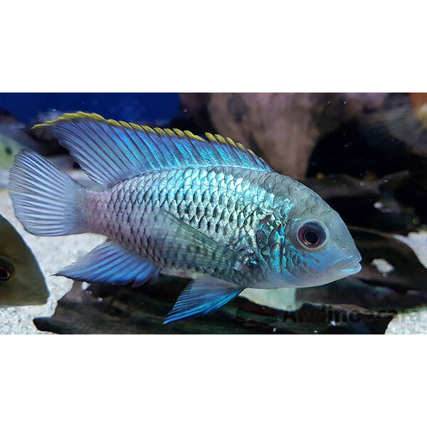 Andinoacara Pulcher Electric Blue S/M