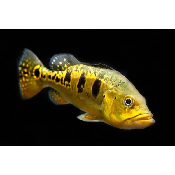Cichla kelberi 6-7cm
