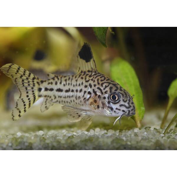 Corydoras Julii M