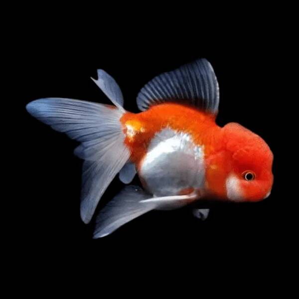 Oranda Red/White Lion Head 8-10cm