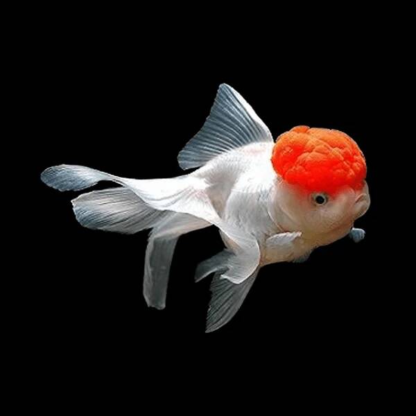 Oranda Red/White Lion Head 8-10cm