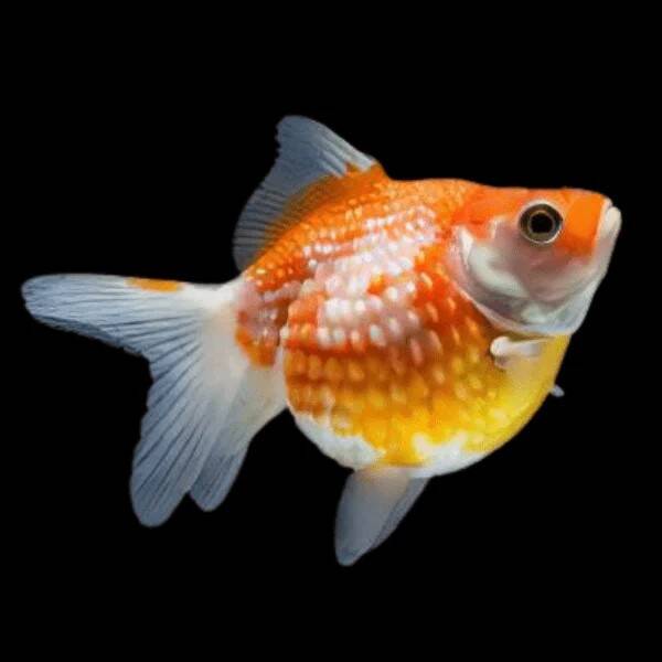 Goldfish Pearlscale Red/white 6-7cm