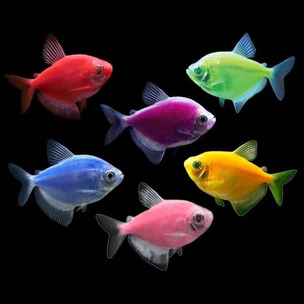 Color Widow Tetra