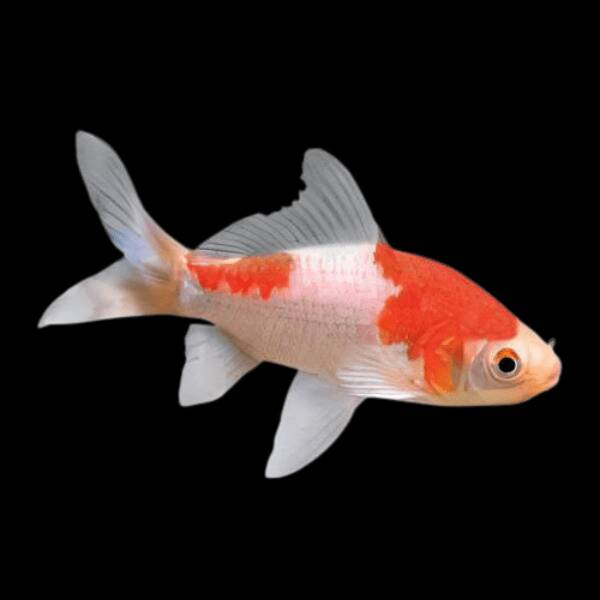 Carassius Auratus Sarasa 4-7cm