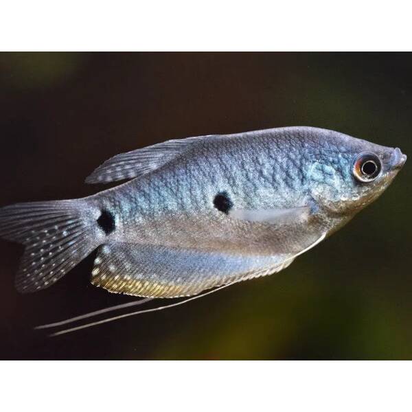 Tree Spot Gourami Mixed S