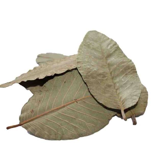 Nature4Pets Guave Leaves 15pcs - 10-15cm Nature4Pets Guave Leaves 15pcs - 10-15cm
