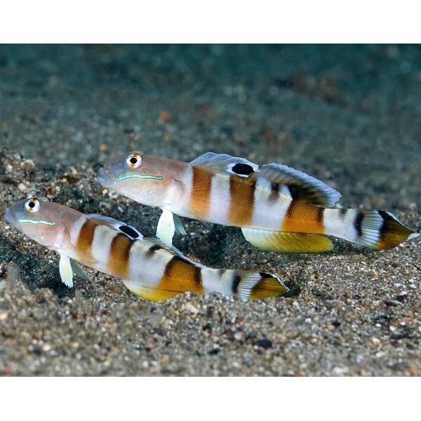 Valenciennea wardii M