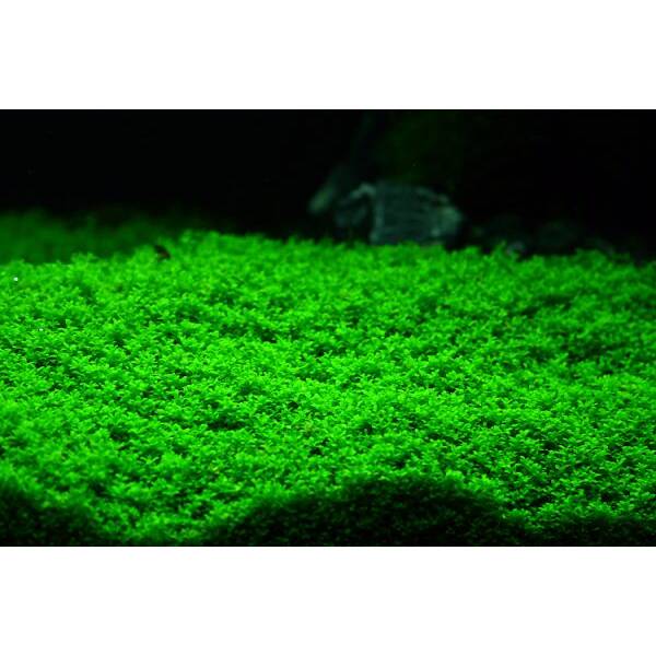 Stoffles Hemianthus Callitrichoides (cuba)