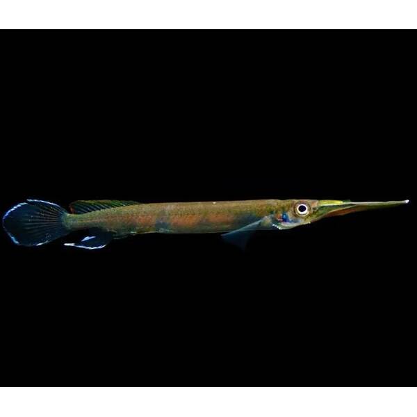 Hemirhamphodon Pogonognathus