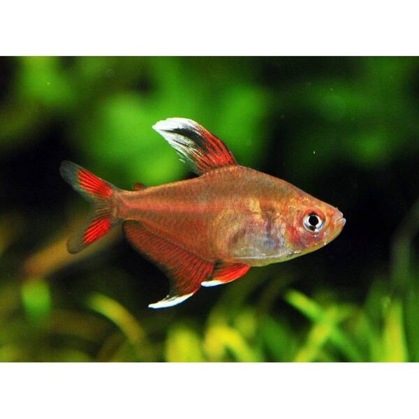 Hyphessobrycon Rosaceus WhiteFin