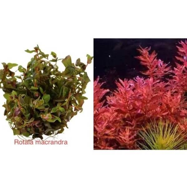 Stoffels Rotala Macrandra In Vitro