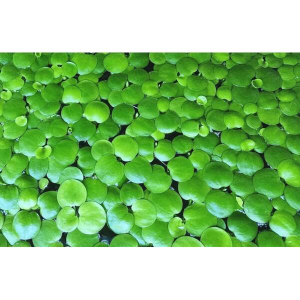 Stoffels Limnobium laevigatum - 2 pcs