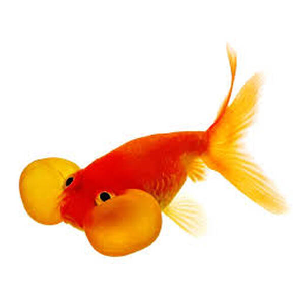 Carassius Auratus Bubble Eye Red 7-8 cm