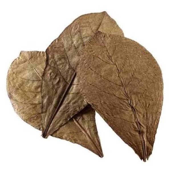 Hobby Catappa Leaves XL 12pcs.