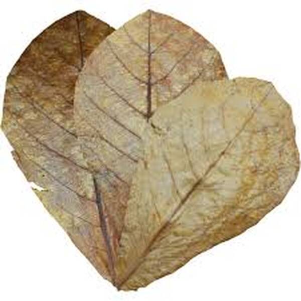 Dennerle Nano Catappa Leaves Dennerle Nano Catappa Leaves