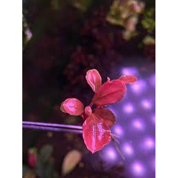 Stoffels Bucephalandra Malawi Pink