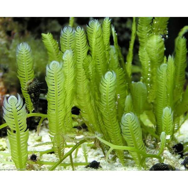 Caulerpa spp. Without Rock