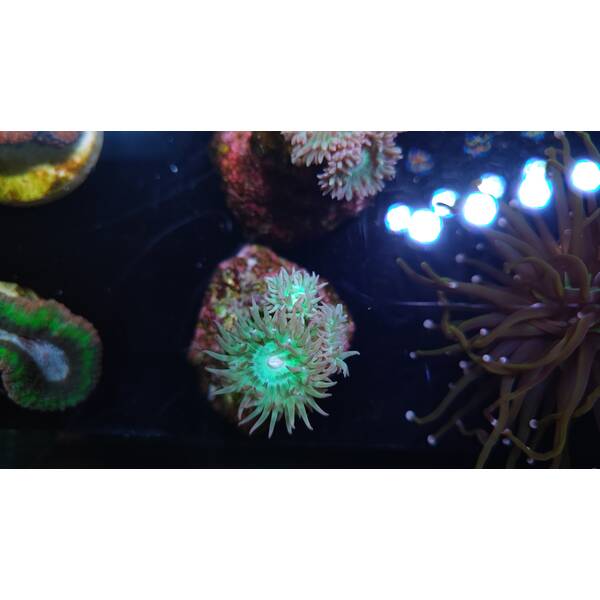 Duncanopsammia Axifuga (3 polyps)