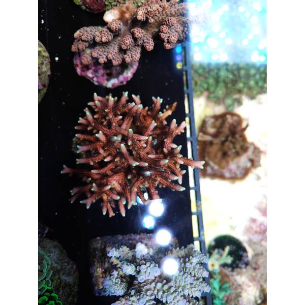 Seriatopora Hystrix (Pink) 1