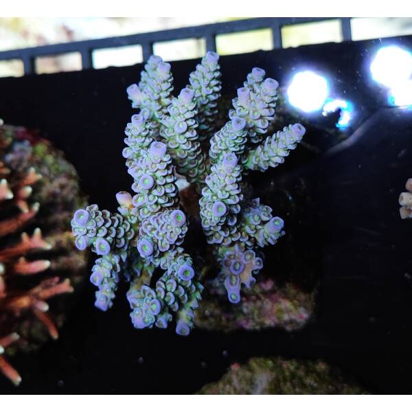 Acropora Bifaria (Homewrecker)