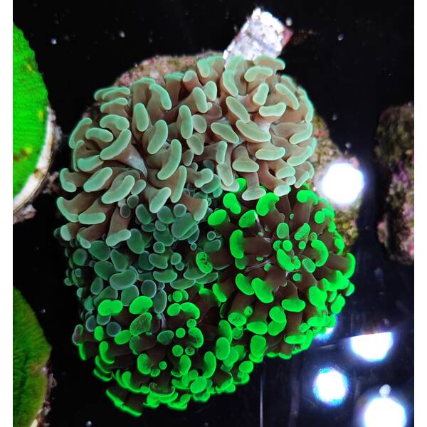 Euphyllia Paraancora Garden