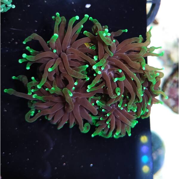 Euphyllia Glabrescens (Blueberry)