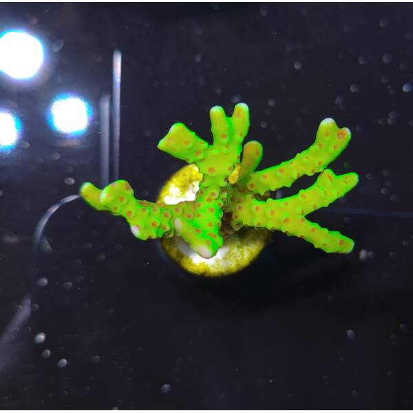 Anacropora Forbesi (Green Goblin)