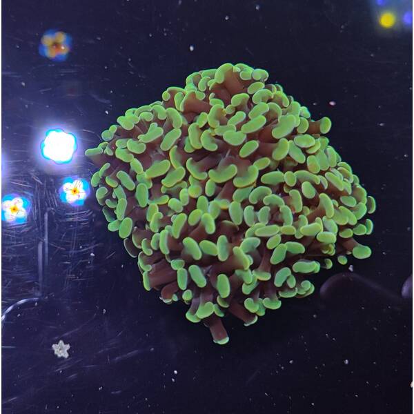 Euphyllia cristata (Super Ultra) (p/h)