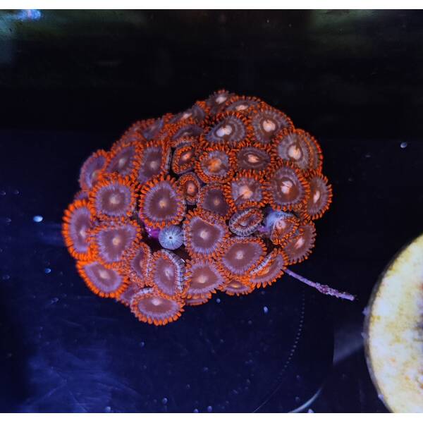 Zoanthus spp. (Red People Eater)