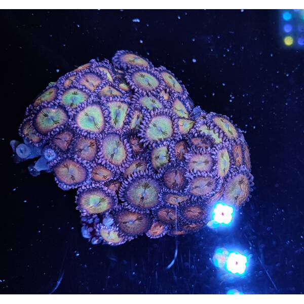 Ultra Zoanthus