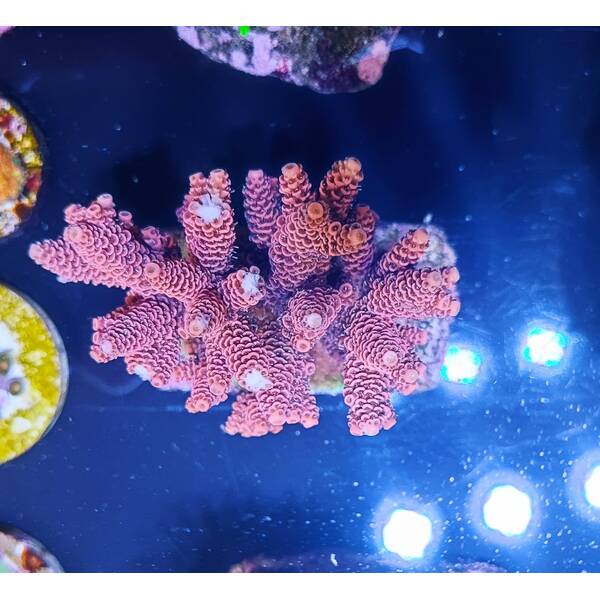 Acropora millepora (Hot Pink)