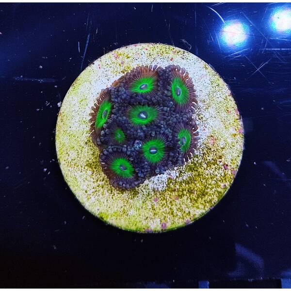 Zoanthus Sp (Candy Apple Green)