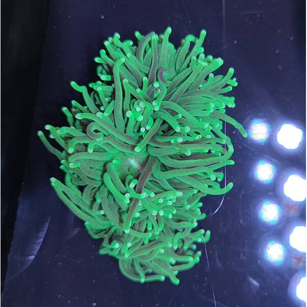Euphyllia Glabrescens Green Ultra