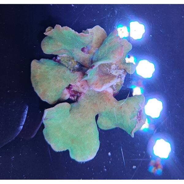 Pavona Cactus (Green) 2