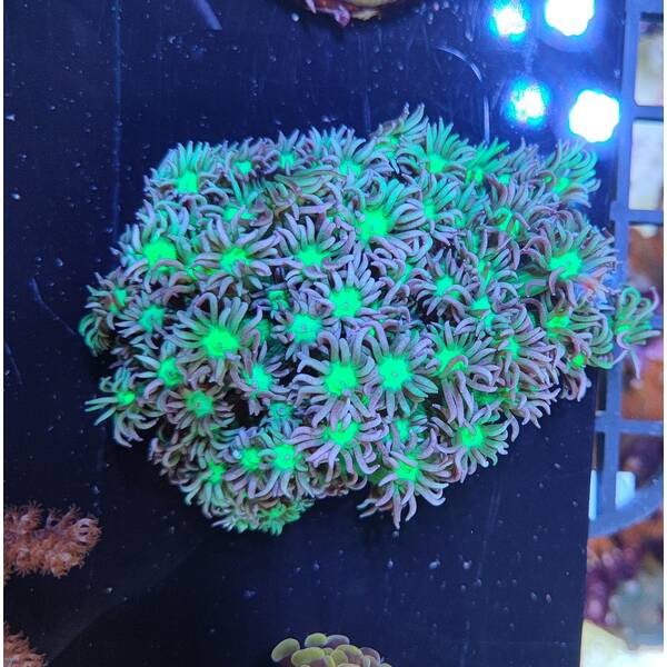 Goniopora Spp. (Green Blue Center)