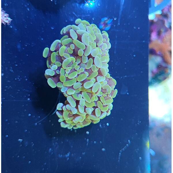 Euphyllia Paraancora (Orange/Pink)
