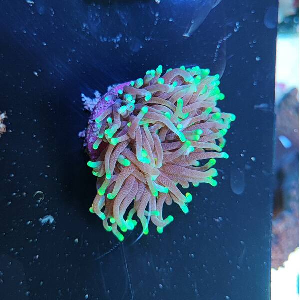 Euphyllia Cristata (Joker)