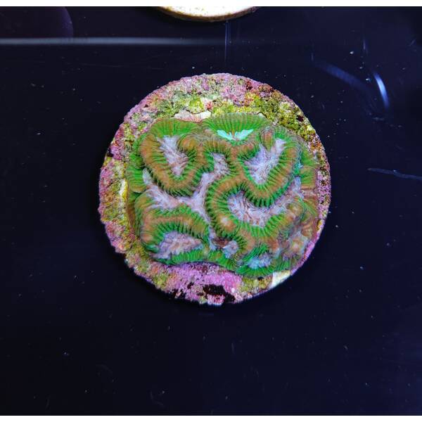 Platygyra spp. (Premium) (frag)