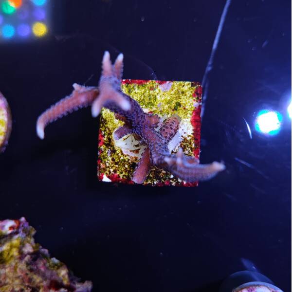Seriatopora Hystrix (Pink) 2