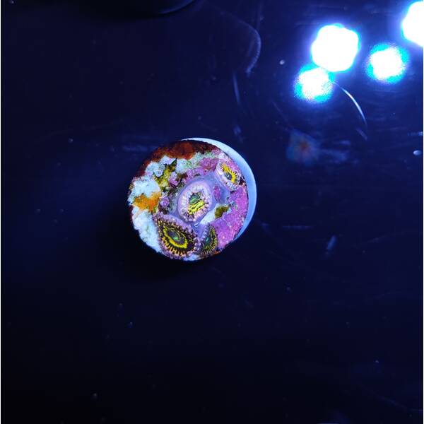 Zoanthus spp. (Stratosphere) (3 Polyps) 1
