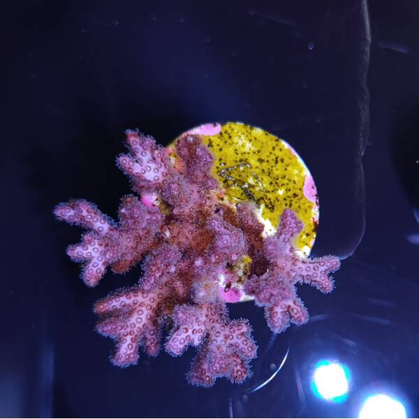Pocillopora acuta