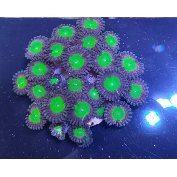 Zoanthus Sp (Candy Apple Green)